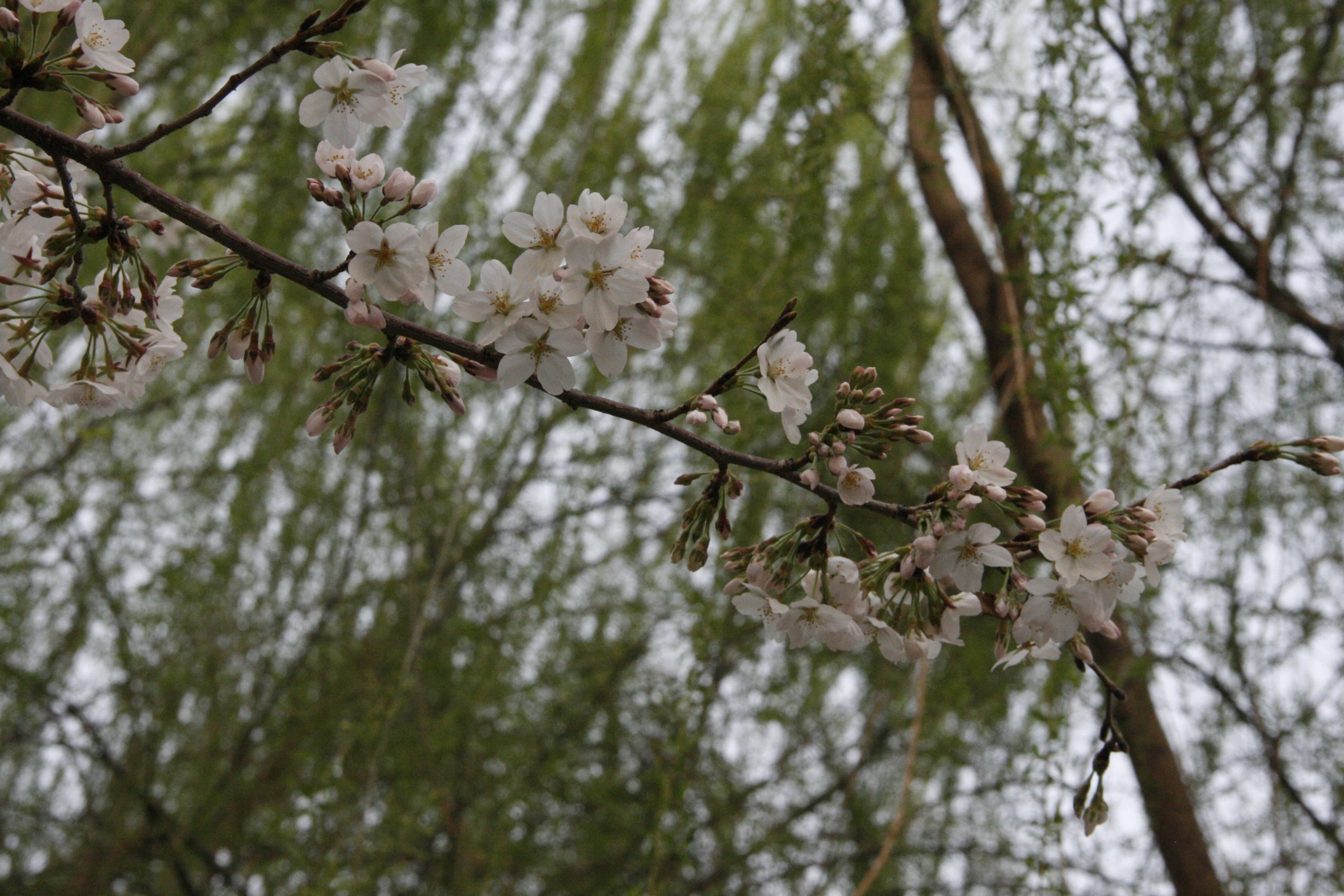 29.0mm | f/10.0